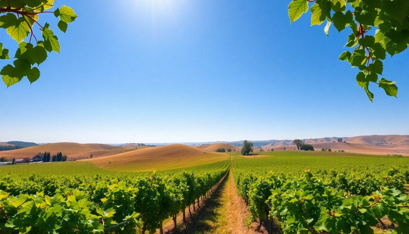 Scenic vineyards in Clarksburg ca, showcasing lush grapevines and rolling hills under a clear sky.