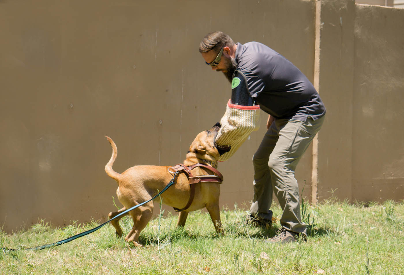 Unlock Your Dog’s Potential at a Premier Canine Training Camp